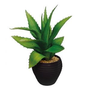 ΦΥΤΟ ΑΛΟΗ ΜΙΝΙ ΣΕ ΚΕΡΑΜΙΚΟ ΚΑΣΠΩ Y21cm 6/72ΚΙΒ